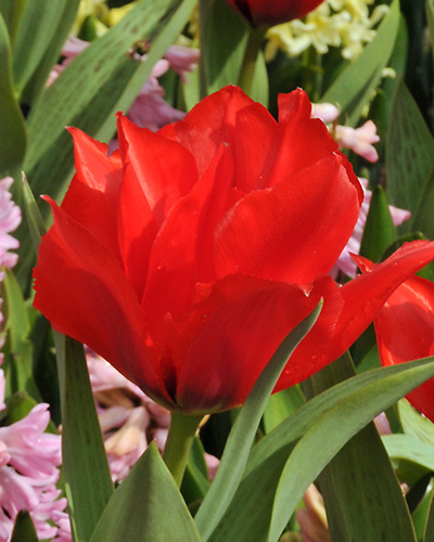 Tulipán greigii Roodkapje/ Red Riding Hood double 11/12, 100 kusov